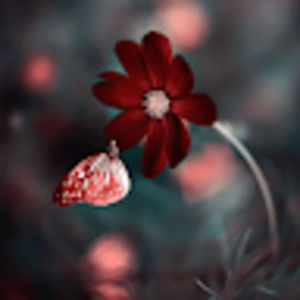 Meet your Posher, Camille